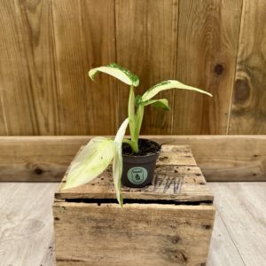 Philodendron Jose Bueno (Baby)