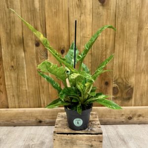 Philodendron Ring of Fire (L)