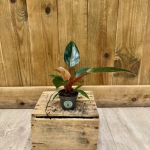 Philodendron Pink Birkin (Baby)