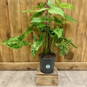 Syngonium Podophyllum Mojito (XL)