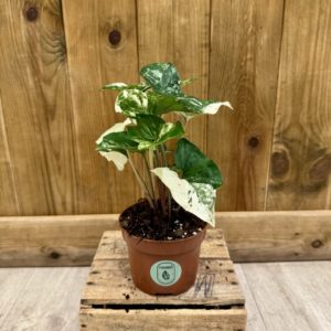 Syngonium Podophyllum Albo Variegata (M)