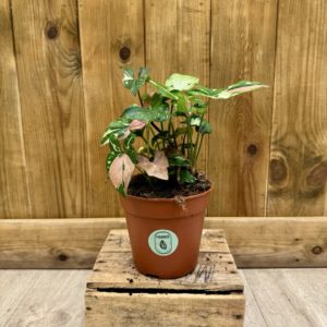 Syngonium Red Spot Tricolor (M)