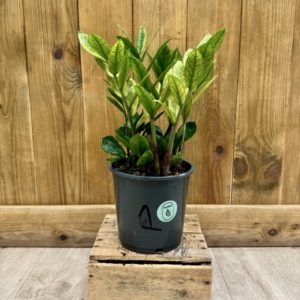 Zamioculcas Zamiifolia Variegata "Chameleon" 1 (L)