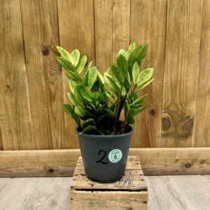 Zamioculcas Zamiifolia Variegata "Chameleon" 2 (L)