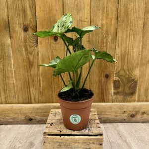 Syngonium Green Splash "Grey Ghost" (L)