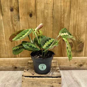 Maranta Leuconeura Fascinator "Red Stripe" (M)