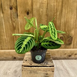 Maranta Leuconeura Lemon Lime (M)