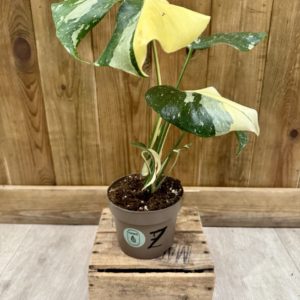 Monstera Thai Constellation "Crème Brulée" 7 (M)