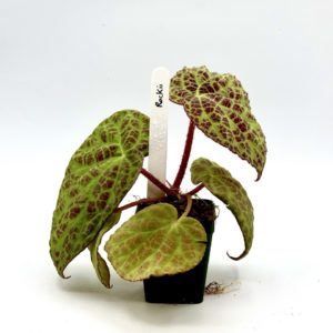 Begonia Rockii 1