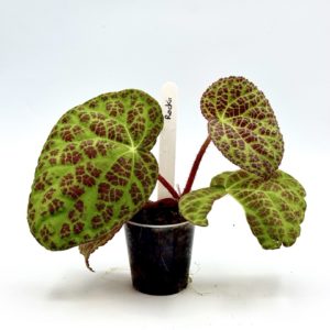 Begonia Rockii 2