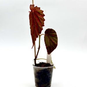 Begonia Cf Negrosensis 8