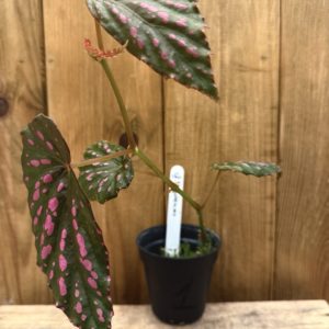 Begonia Cf Negrosensis 1