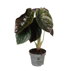 Alocasia Cuprea Red Secret Variegata (M) - Précommande