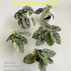 Alocasia Silver Dragon Variegata (M) - Précommande