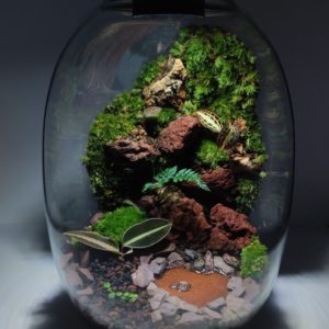 Terrarium Cañon Gem