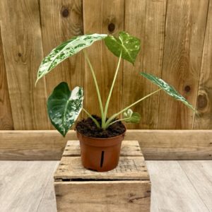Alocasia Frydek Variegata 1 (M)