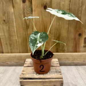 Alocasia Frydek Variegata 2 (M)