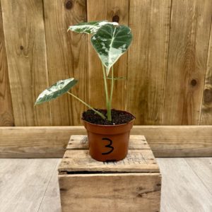 Alocasia Frydek Variegata 3 (M)