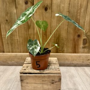 Alocasia Frydek Variegata 5 (M)