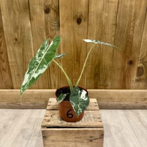 Alocasia Frydek Variegata 6 (M)