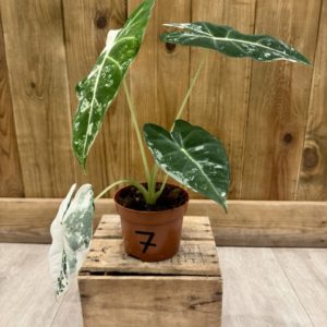 Alocasia Frydek Variegata 7 (M)