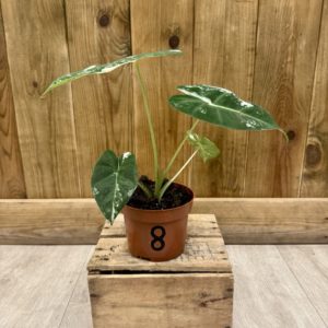 Alocasia Frydek Variegata 8 (M)