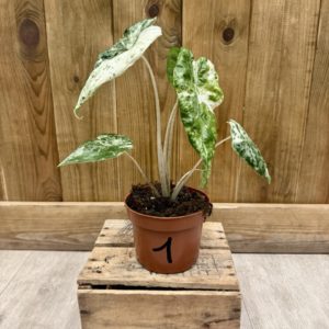 Alocasia Odora Variegata Batik 1 (S)