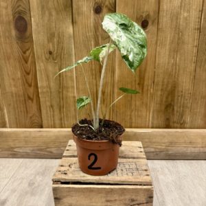 Alocasia Odora Variegata Batik 2 (S)