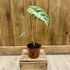 Alocasia Odora Variegata Batik 3 (S)
