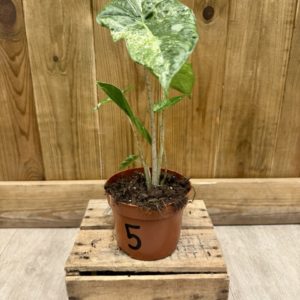Alocasia Odora Variegata Batik 5 (S)