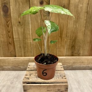 Alocasia Odora Variegata Batik 6 (S)