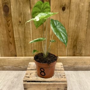 Alocasia Odora Variegata Batik 8 (S)