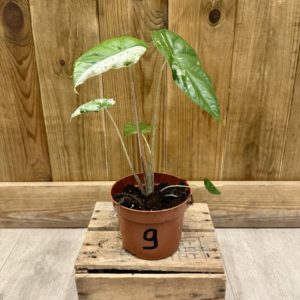 Alocasia Odora Variegata Batik 9 (S)