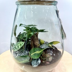 Terrarium Darasa