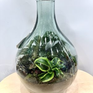 Terrarium Suryo