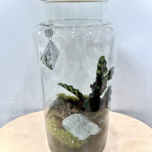 Terrarium Jungle