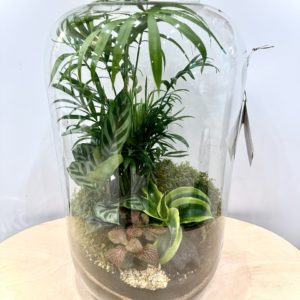 Terrarium Luxurian