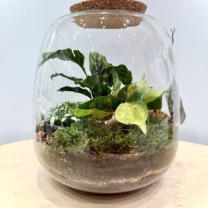 Terrarium Moly