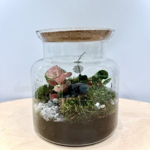 Terrarium Canopée