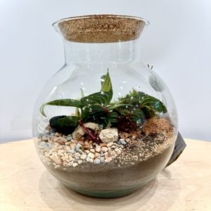 Terrarium Irésine