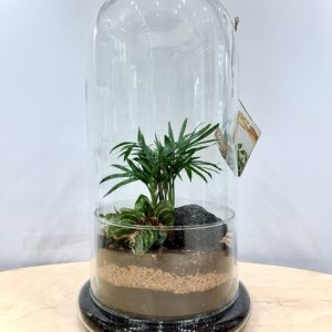 Terrarium Nevada