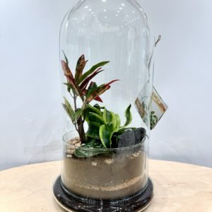 Terrarium Spicy