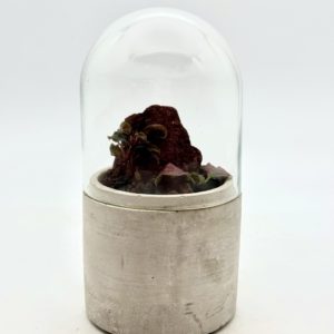 Terrarium Mini "Rouge"