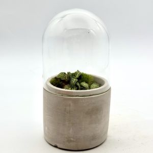 Terrarium Mini "Bleu"