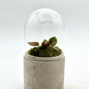 Terrarium Mini "Orange"