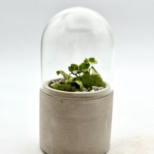 Terrarium Mini "Violet"