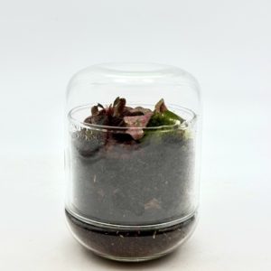 Terrarium Mini Cloche "Argentée"