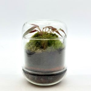 Terrarium Mini Cloche "Blanc"