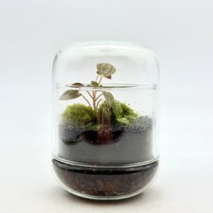 Terrarium Mini Cloche "Marron"