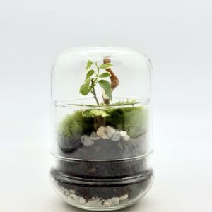 Terrarium Mini Cloche "Vert"